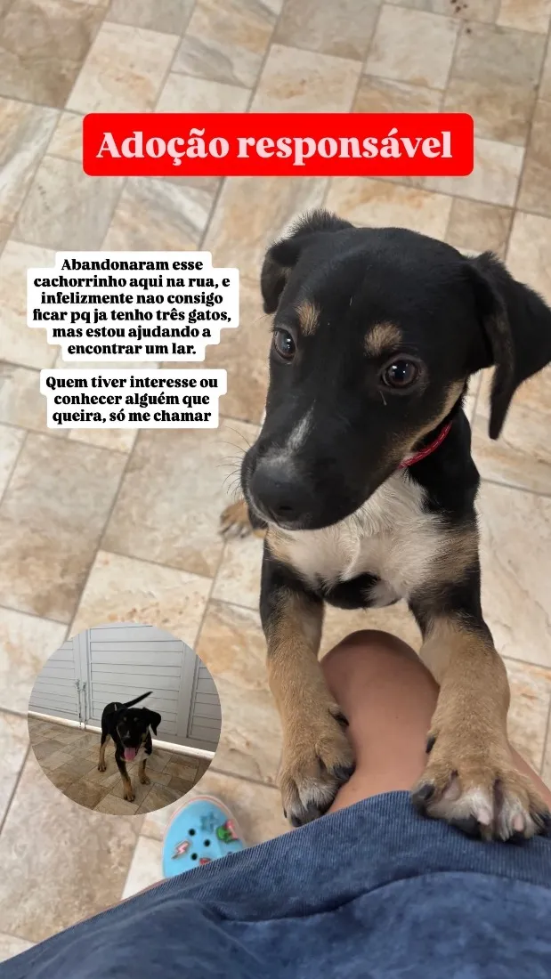 Cachorro raça SRD-ViraLata idade 2 a 6 meses nome Pantera