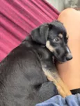 Pantera