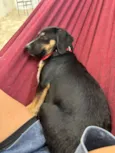 Pantera