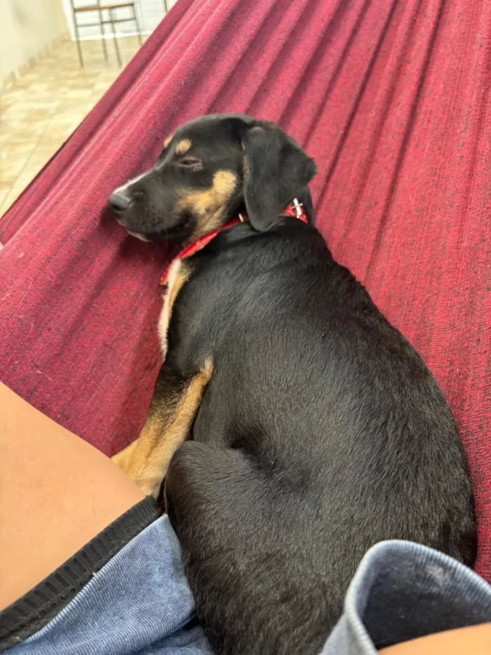 Cachorro raça SRD-ViraLata idade 2 a 6 meses nome Pantera
