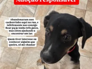 Cachorro raça SRD-ViraLata idade 2 a 6 meses nome Pantera