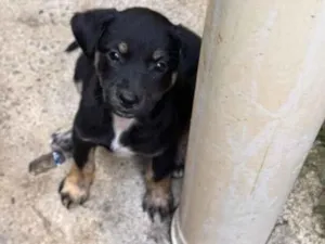 Cachorro raça SRD-ViraLata idade 2 a 6 meses nome Patrícia 