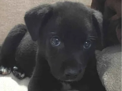 Cachorro raça SRD-ViraLata idade 2 a 6 meses nome Sem nome 