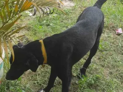 Cachorro raça Labrador idade 1 ano nome duque
