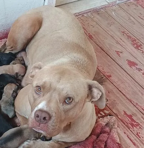 Cachorro raça Pit-Bull idade 2 anos nome Mel
