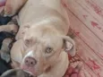 Mel