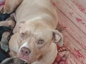 Cachorro raça Pit-Bull idade 2 anos nome Mel