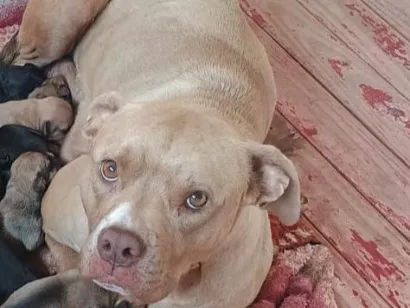 Cachorro raça Pit-Bull idade 2 anos nome Mel
