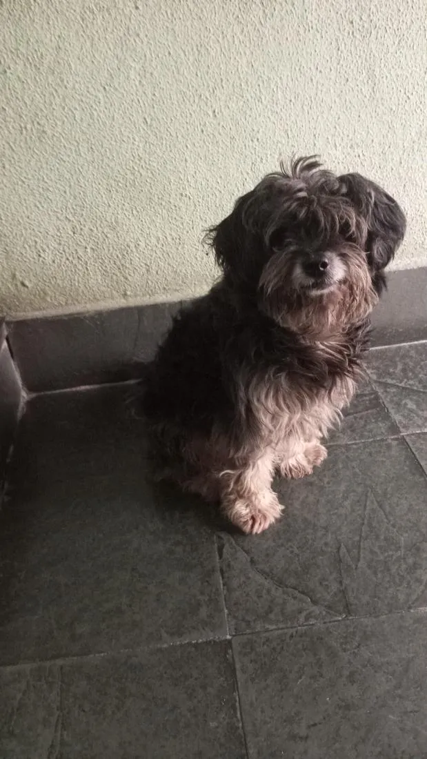 Cachorro raça Shitzu idade 2 anos nome ainda não coloquei um nome nele