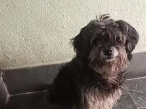 Cachorro raça Shitzu idade 2 anos nome ainda não coloquei um nome nele