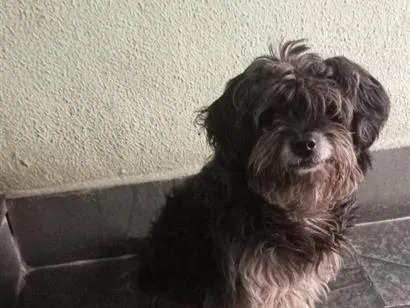 Cachorro raça Shitzu idade 2 anos nome ainda não coloquei um nome nele