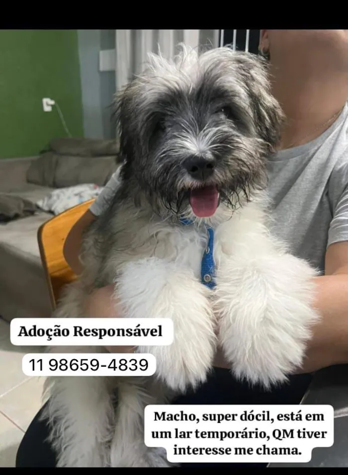 Cachorro raça SRD-ViraLata idade 7 a 11 meses nome Luck