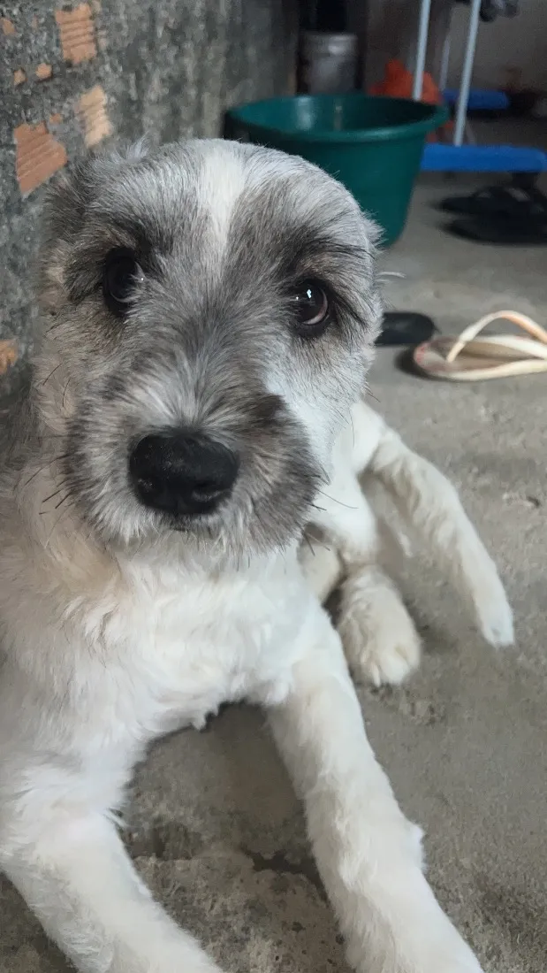 Cachorro raça SRD-ViraLata idade 7 a 11 meses nome Luck