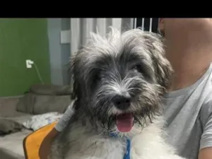 Cachorro raça SRD-ViraLata idade 7 a 11 meses nome Luck