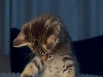 Gato raça SRD-ViraLata idade 2 a 6 meses nome Theo