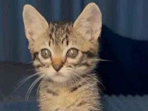 Gato raça SRD-ViraLata idade 2 a 6 meses nome Theo
