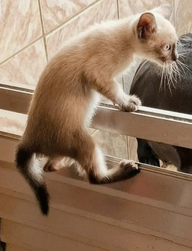 Gato raça Siamês idade 1 ano nome nome gato ted