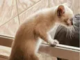 nome gato ted