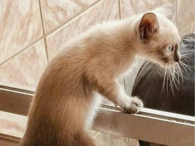 Gato raça Siamês idade 1 ano nome nome gato ted