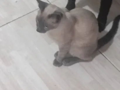 Gato raça Siamês idade 1 ano nome nome gato ted