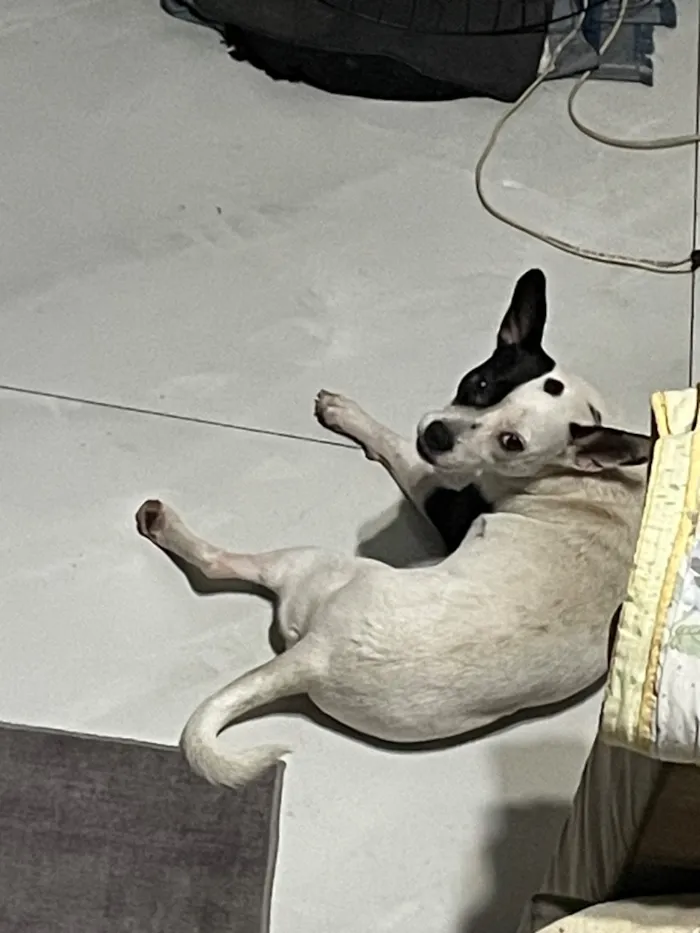 Cachorro raça SRD-ViraLata idade 2 anos nome Gaia
