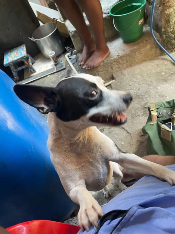 Cachorro raça SRD-ViraLata idade 2 anos nome Gaia