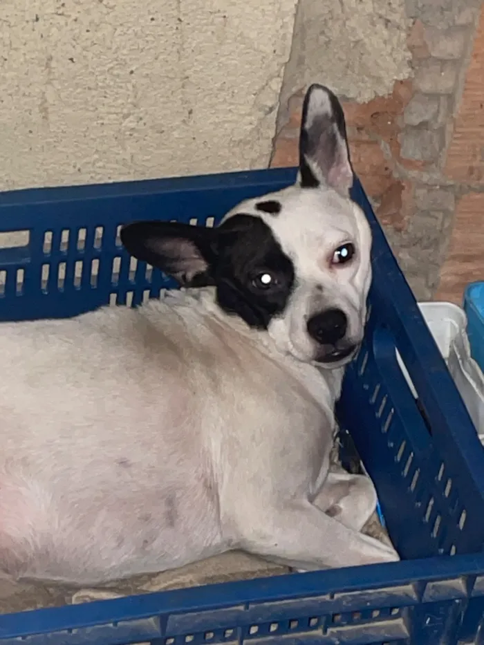 Cachorro raça SRD-ViraLata idade 2 anos nome Gaia