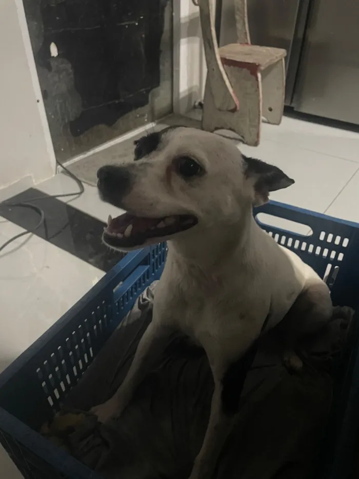 Cachorro raça SRD-ViraLata idade 2 anos nome Gaia