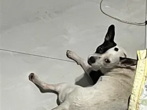 Cachorro raça SRD-ViraLata idade 2 anos nome Gaia