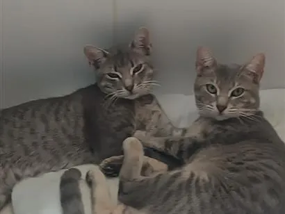 Gato raça SRD-ViraLata idade 1 ano nome Mauro e oruam 