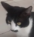 Tom 