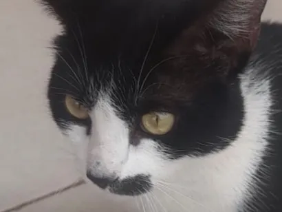 Gato raça SRD-ViraLata idade 2 a 6 meses nome Tom 