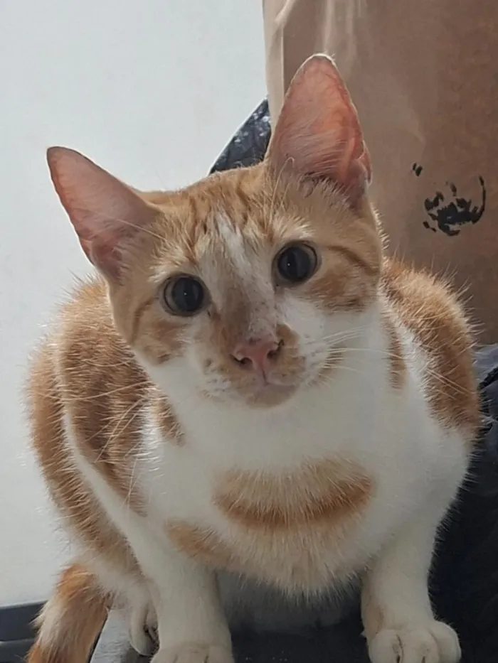 Gato raça SRD-ViraLata idade 1 ano nome Skol