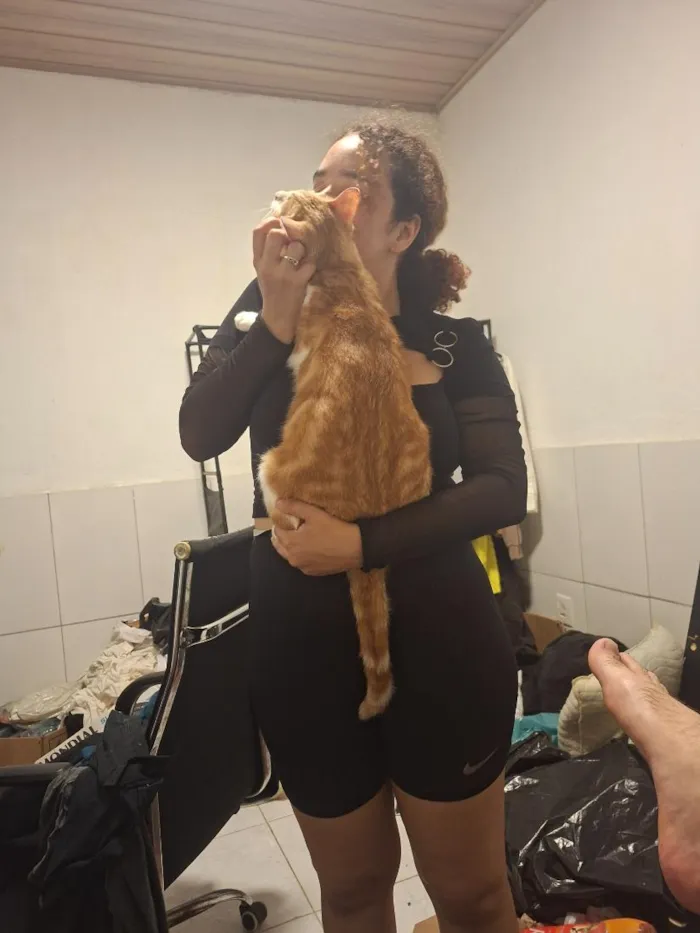 Gato raça SRD-ViraLata idade 1 ano nome Skol
