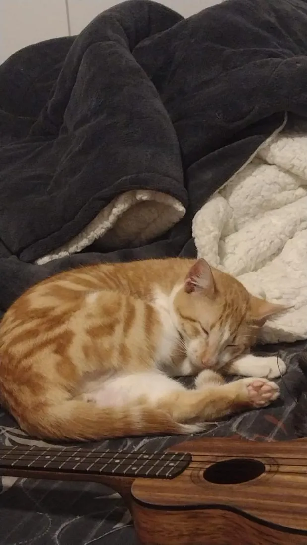 Gato raça SRD-ViraLata idade 1 ano nome Skol