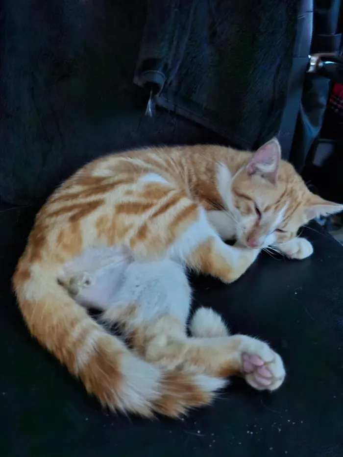 Gato raça SRD-ViraLata idade 1 ano nome Skol