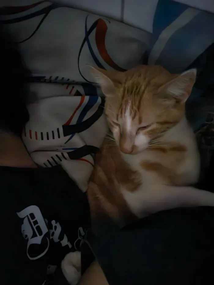 Gato raça SRD-ViraLata idade 1 ano nome Skol
