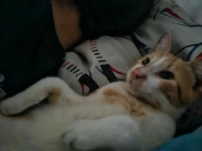 Gato raça SRD-ViraLata idade 1 ano nome Skol
