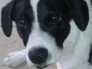 Cachorro raça Pastor Alemão idade 7 a 11 meses nome Leo