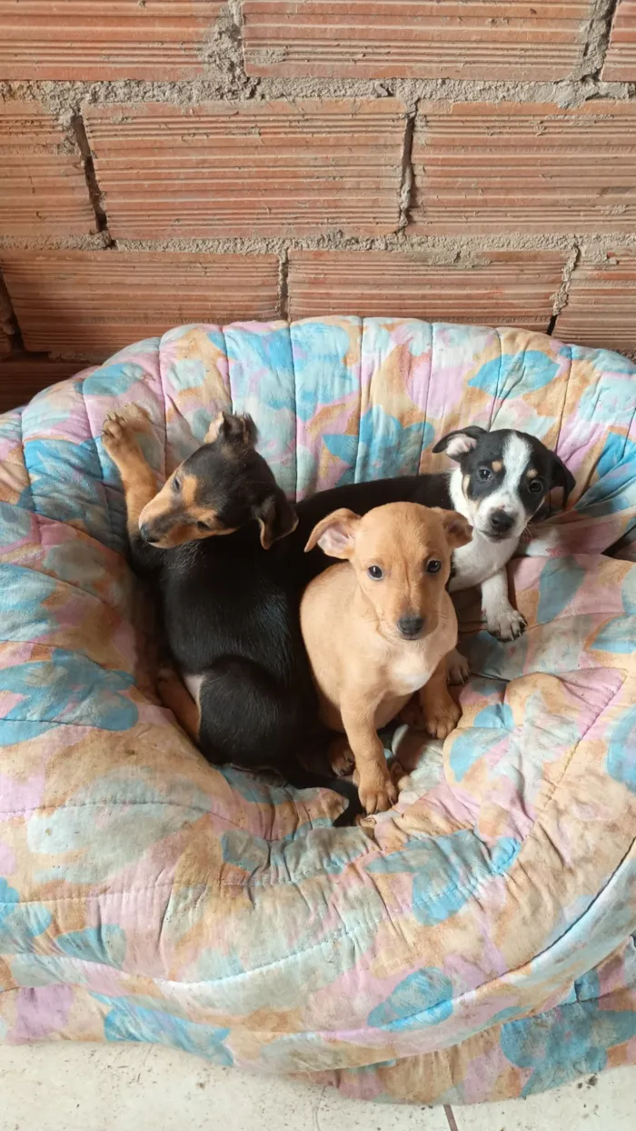 Cachorro raça SRD-ViraLata idade 2 a 6 meses nome sem nome 