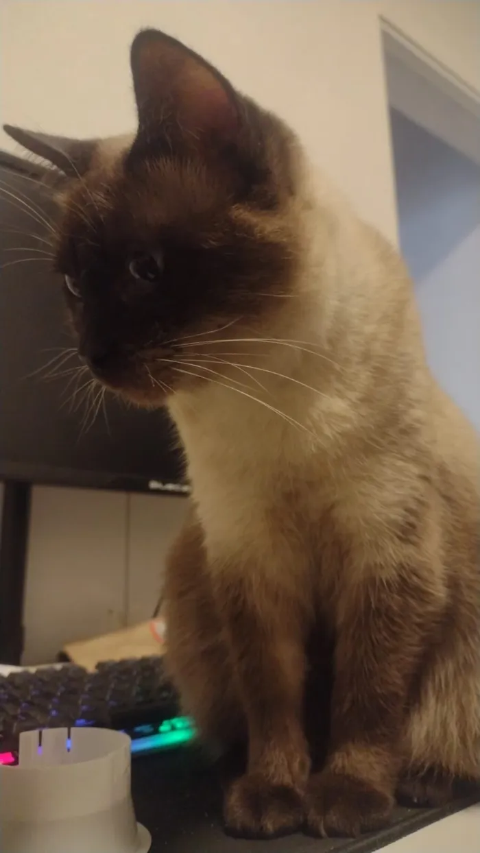 Gato raça SRD-ViraLata idade 5 anos nome Luna
