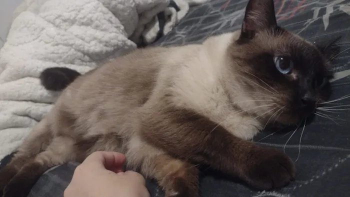 Gato raça SRD-ViraLata idade 5 anos nome Luna