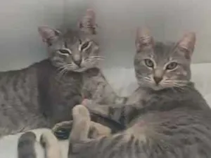 Gato raça SRD-ViraLata idade 1 ano nome Mauro e oruam 