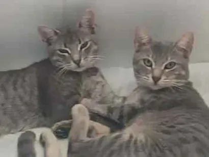 Gato raça SRD-ViraLata idade 1 ano nome Mauro e oruam 