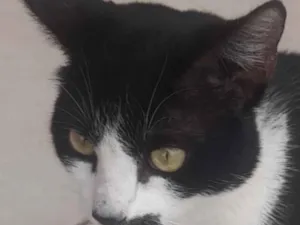 Gato raça SRD-ViraLata idade 2 a 6 meses nome Tom 
