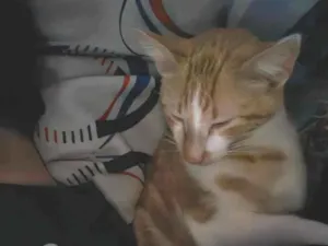 Gato raça SRD-ViraLata idade 1 ano nome Skol