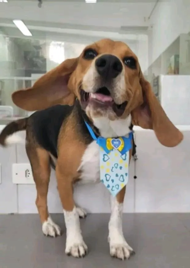 Cachorro raça Dálmata idade 7 a 11 meses nome Peter 
