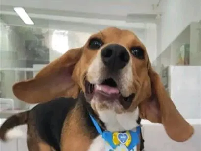 Cachorro raça Dálmata idade 7 a 11 meses nome Peter 