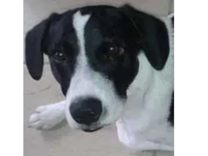 Cachorro raça Pastor Alemão idade 7 a 11 meses nome Leo