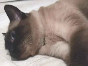 Gato raça SRD-ViraLata idade 5 anos nome luna
